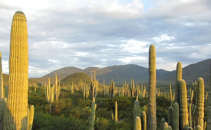 Nota sobre Reserva de la biosfera El Pinacate y Gran Desierto de Altar, Sonora