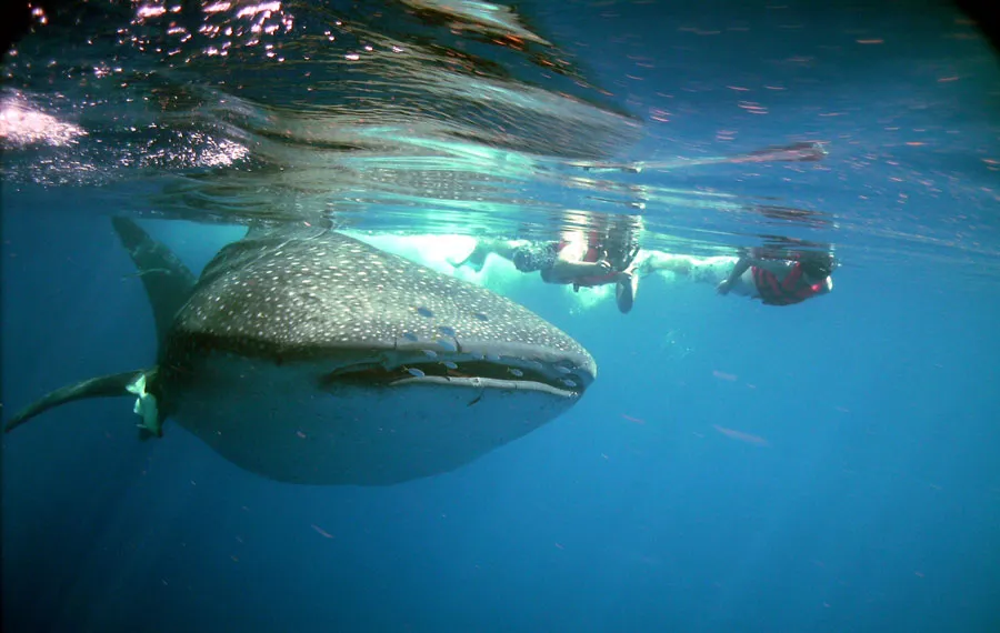 Nota sobre Reserva de la Biosfera Tiburón Ballena, Quintana Roo