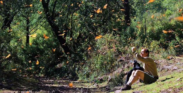 Nota sobre Bosques cubiertos de mariposas Reserva de la Biosfera de la Mariposa Monarca, Michoacán y Estado de México