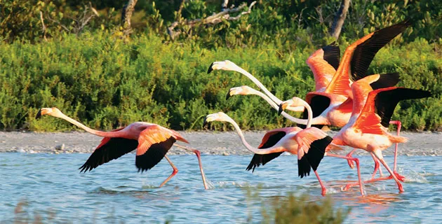 Nota sobre Rincones mágicos de México para disfrutar de majestuosas aves