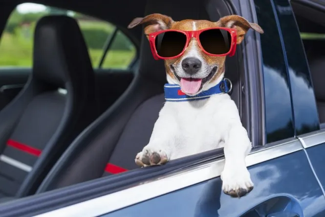 Nota sobre Consejos para viajar en el auto con las mascotas
