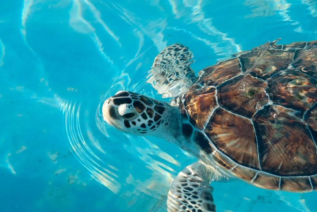 Nota sobre Visitas y voluntariado en Cancún para proteger a las tortugas marinas