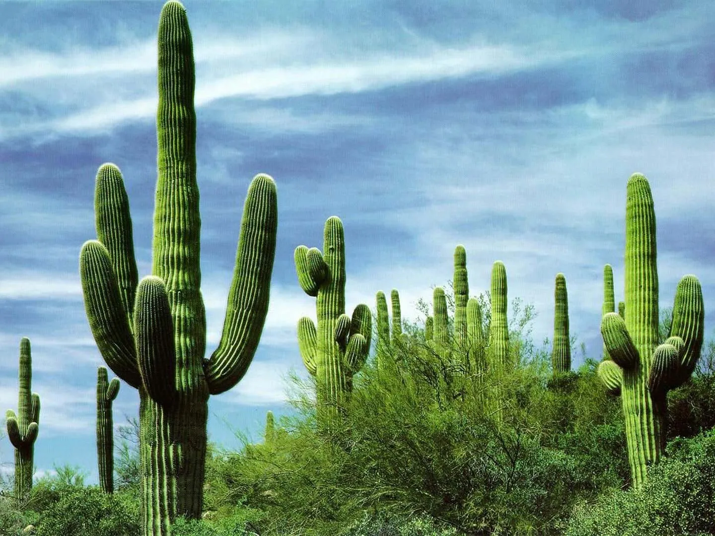 Nota sobre Santuario del Cactus, Baja California Sur