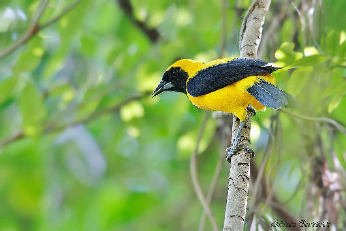 Nota sobre Recomendaciones para fotografiar aves en México