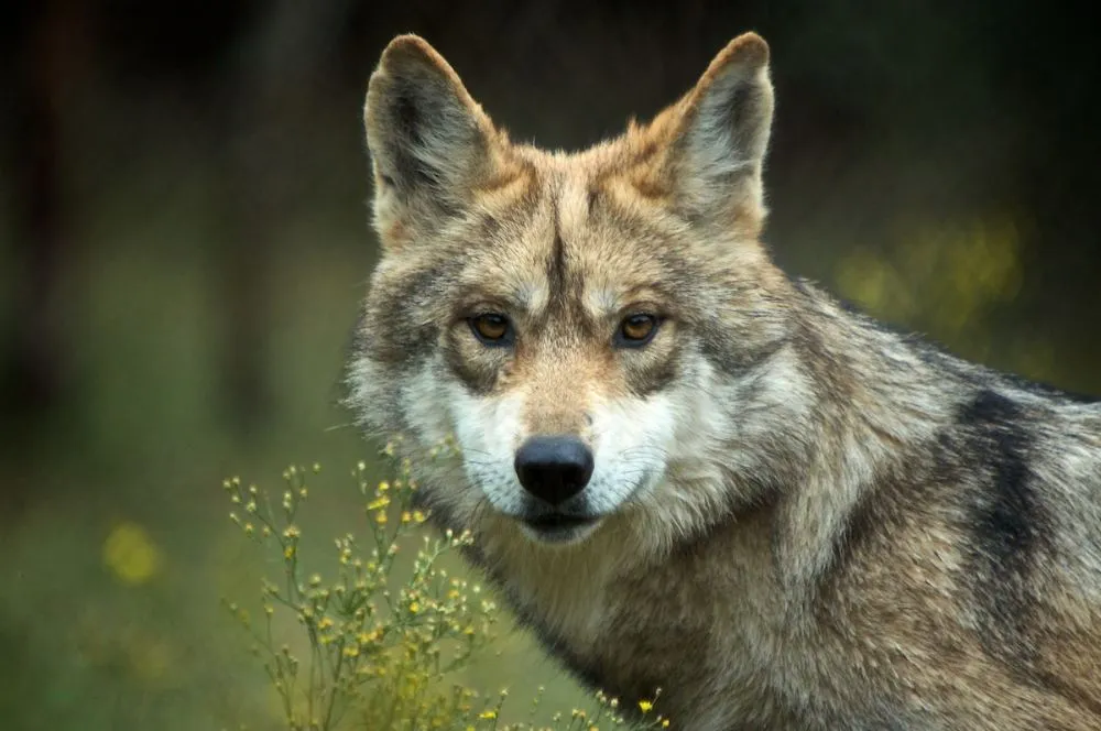 Nota sobre El lobo mexicano, un símbolo importante en México