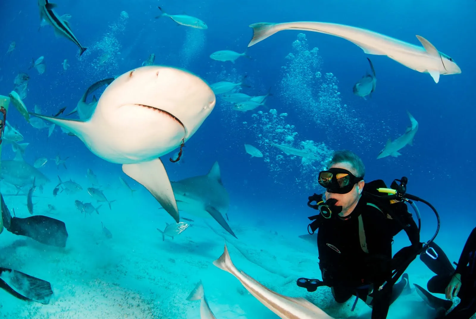 Nota sobre Buceo con tiburones en las playas de México