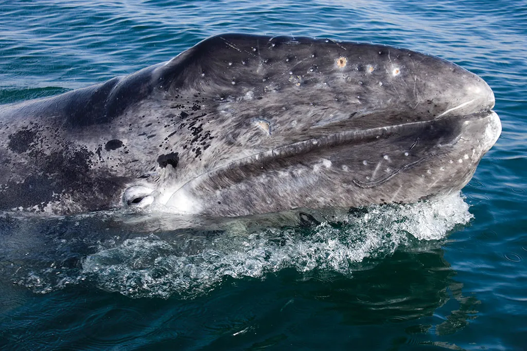 Nota sobre Admira la hermosa vista del santuario de ballenas de El Vizcaíno