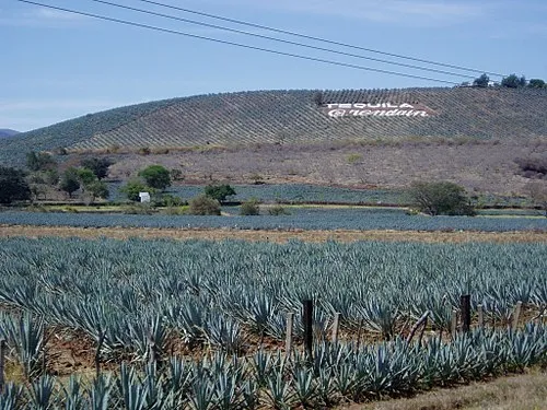 Nota sobre Vive el ambiente tapatío en Tequila, Jalisco