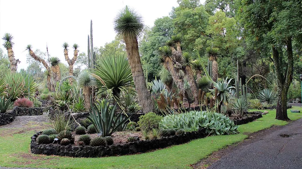 Nota sobre Conoce más sobre vegetación en el Jardín Botánico de la UNAM