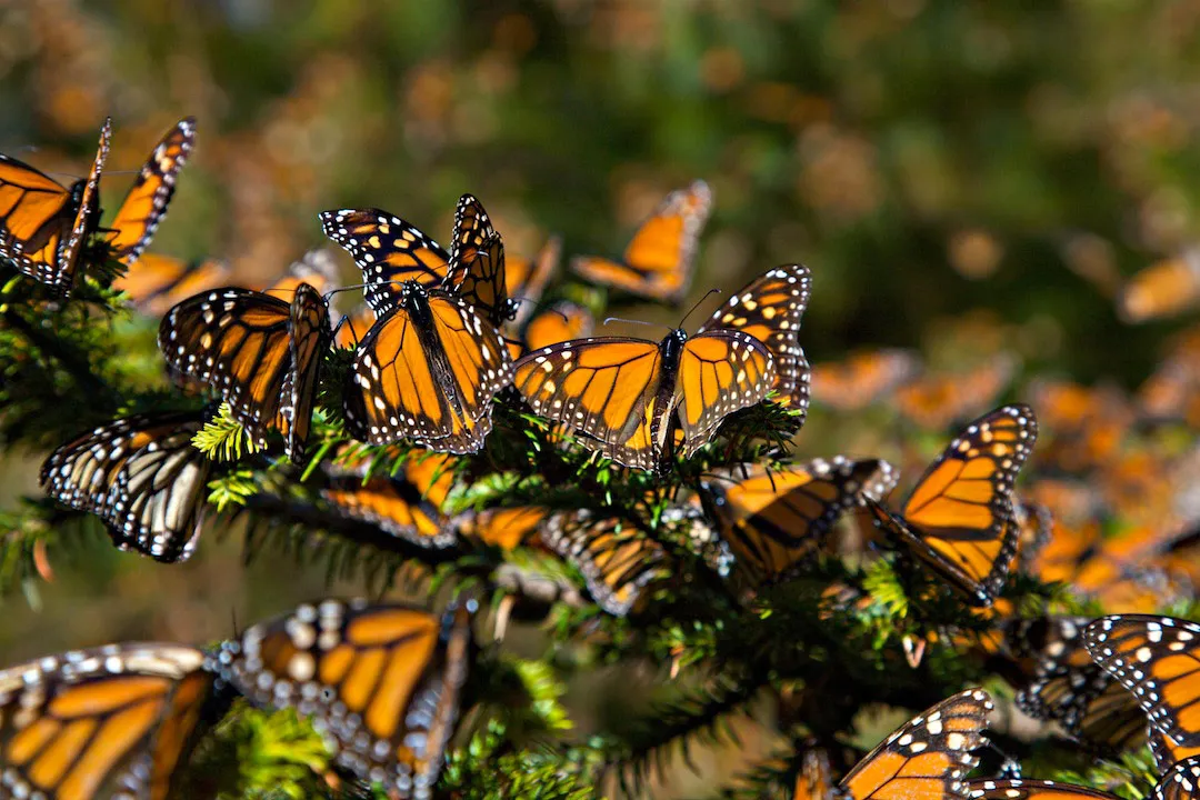 Nota sobre Santuarios de la mariposa monarca en México