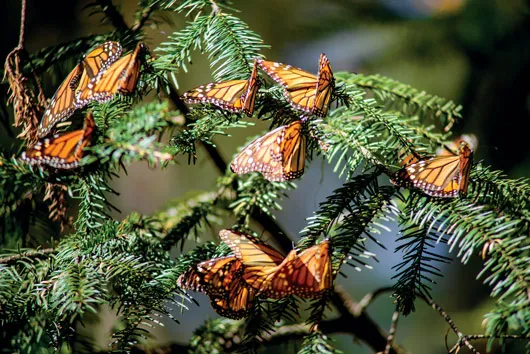Nota sobre Mariposas Monarca en Valle de Bravo