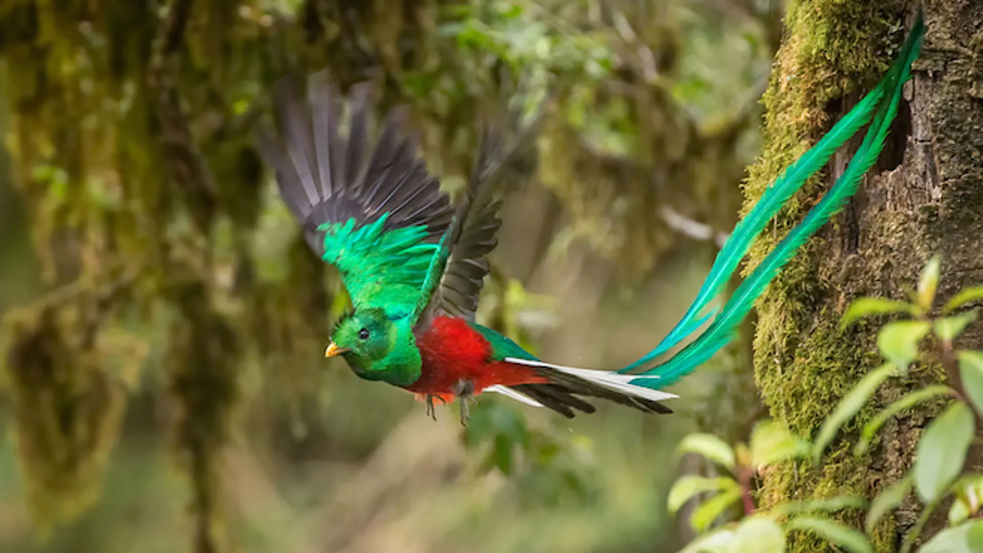 Nota sobre Las aves más representativas de México