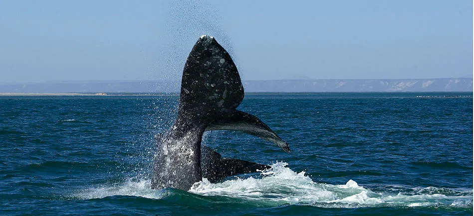 Nota sobre Ensenada, hogar de la ballena gris