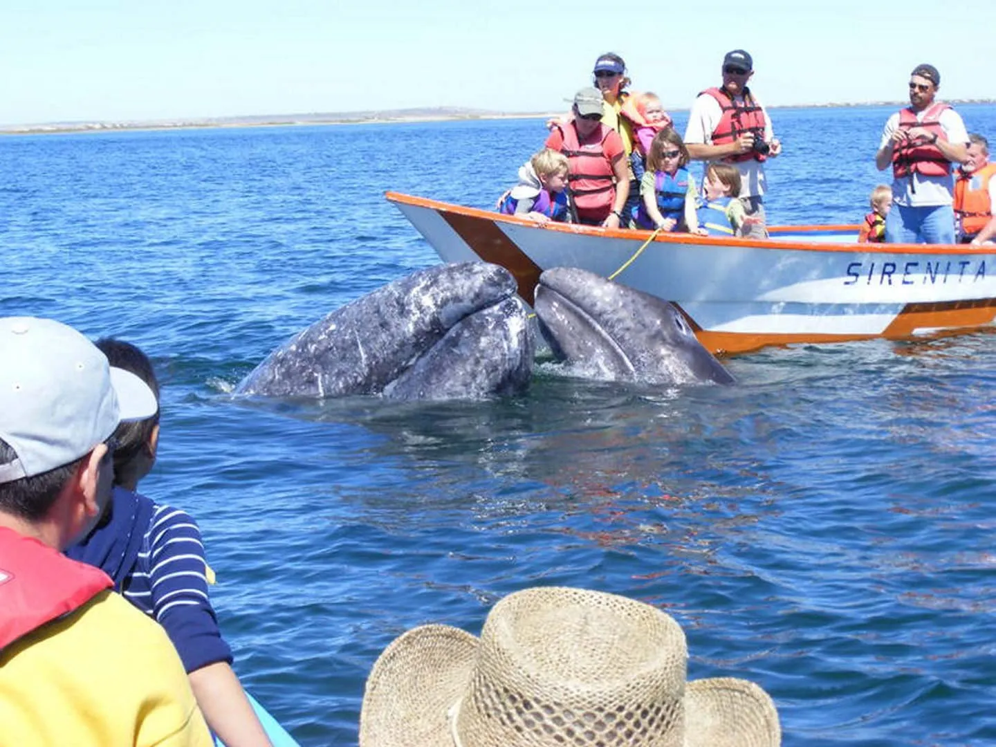 Nota sobre Ensenada, hogar de la ballena gris