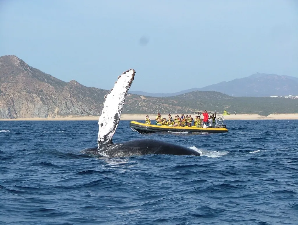 Nota sobre Los 4 santuarios para admirar a la ballena gris en Baja California Sur