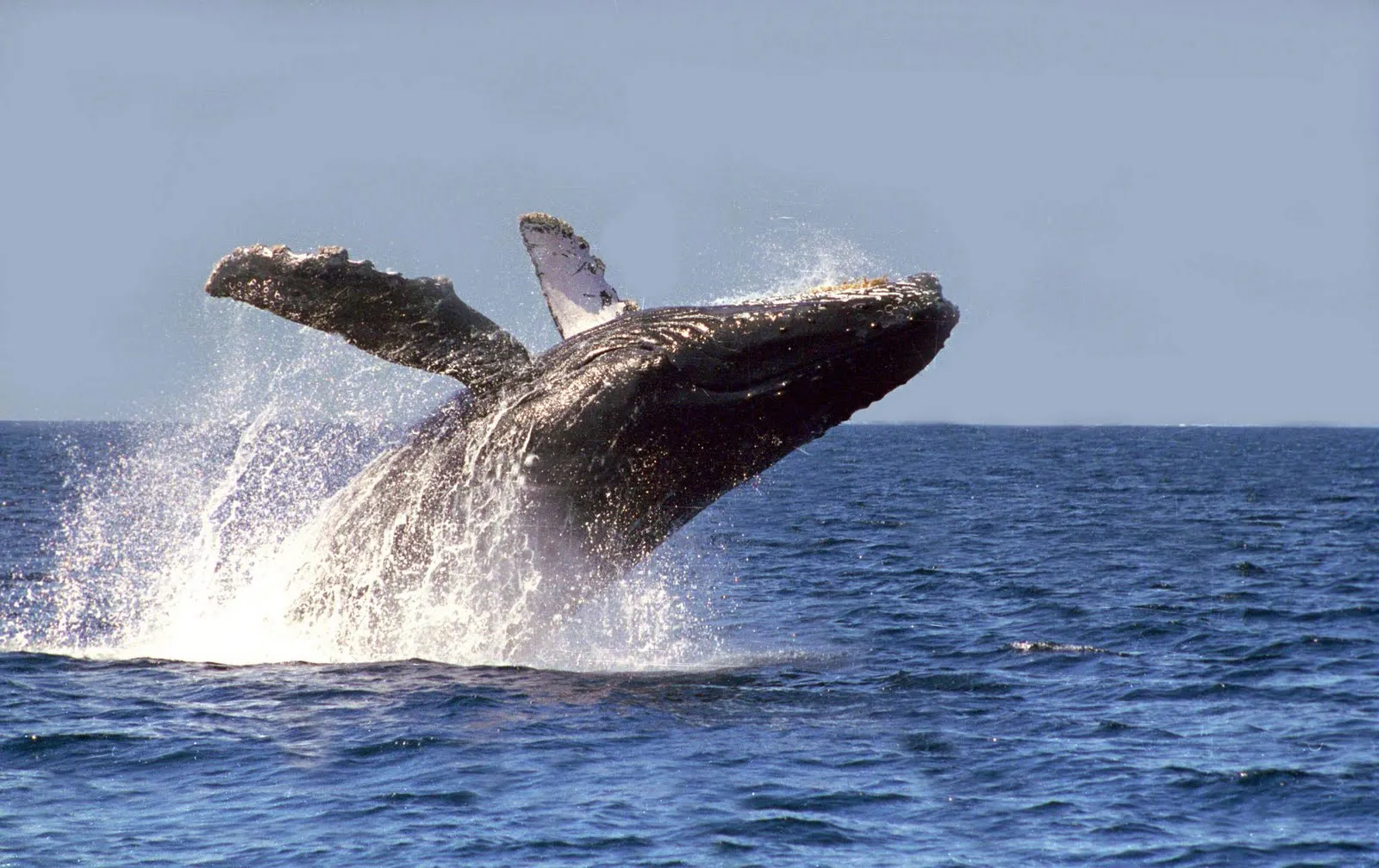 Nota sobre Los 4 santuarios para admirar a la ballena gris en Baja California Sur