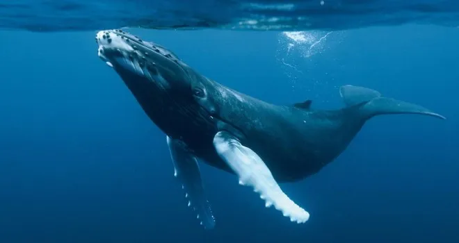 Nota sobre Migración de la ballena jorobada