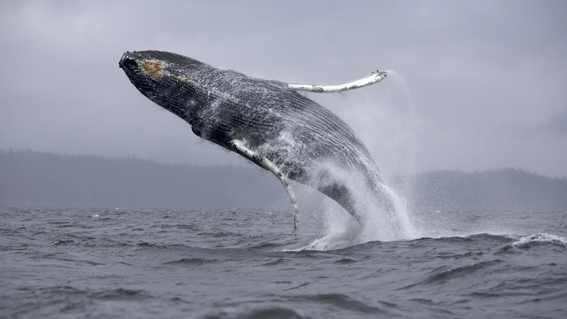 Nota sobre Inicia la temporada de observación de ballenas jorobadas en México