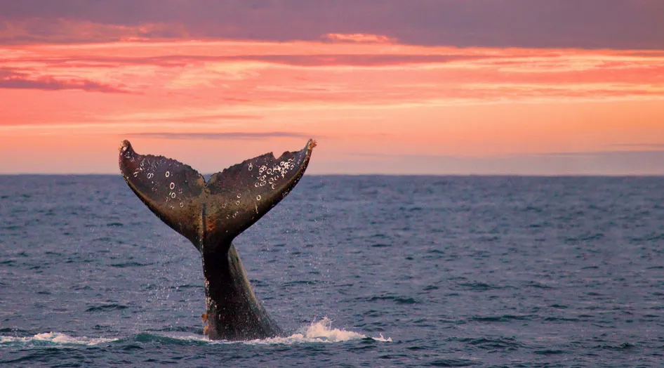 Nota sobre La ballena jorobada, huésped distinguido de México
