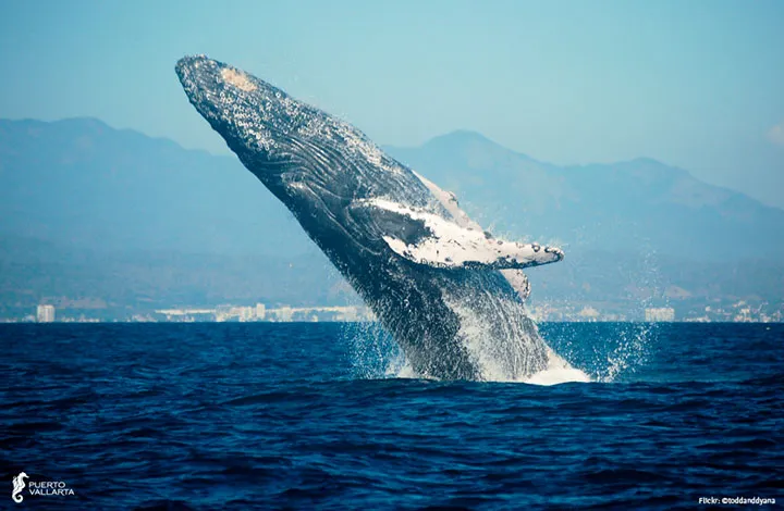 Nota sobre Continúa el programa de protección de las ballenas jorobadas en Puerto Vallarta