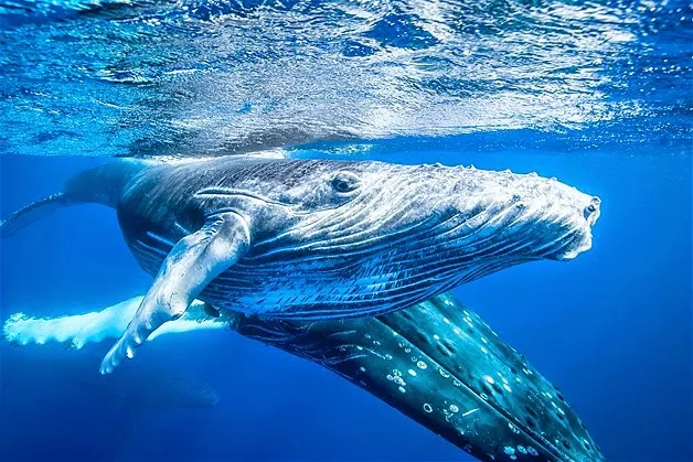 Nota sobre En diciembre llegan las ballenas jorobadas a México