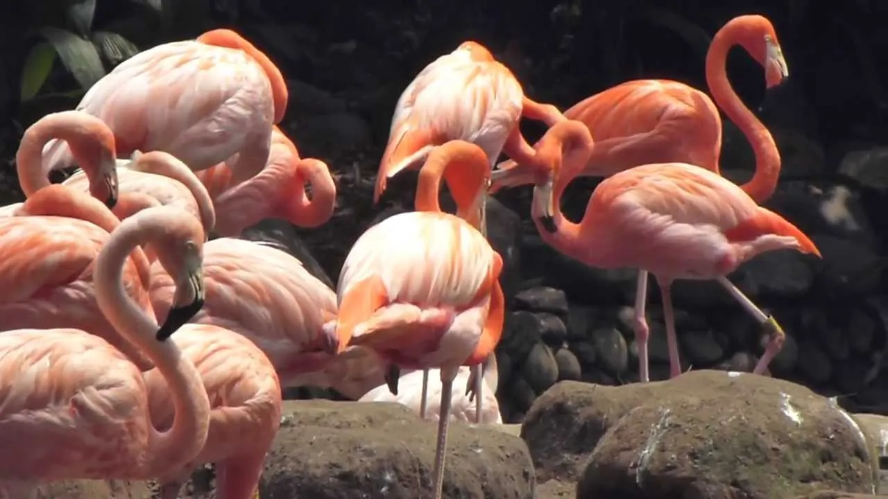 Nota sobre Ría Lagartos, santuario de flamingos