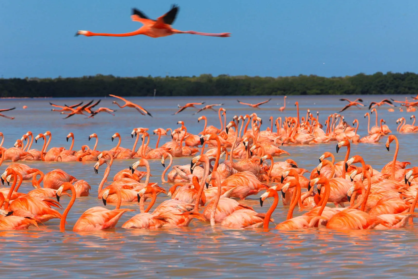 Nota sobre Ría Lagartos, santuario de flamingos