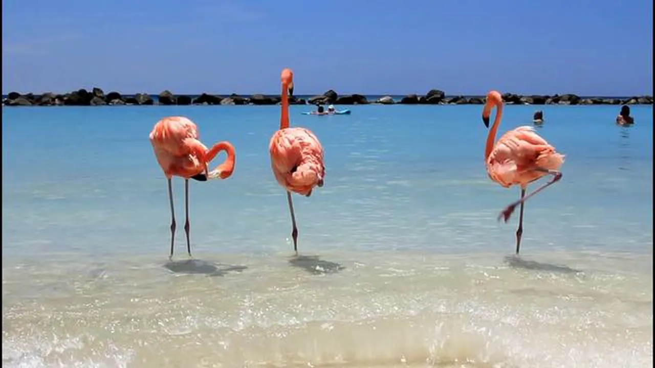 Nota sobre Migración de flamingos rosados a México