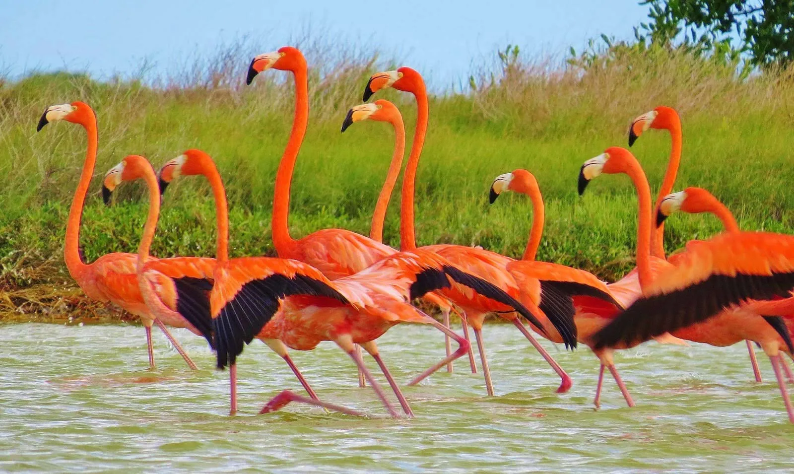 Nota sobre Temporada de flamingos en Río Lagartos