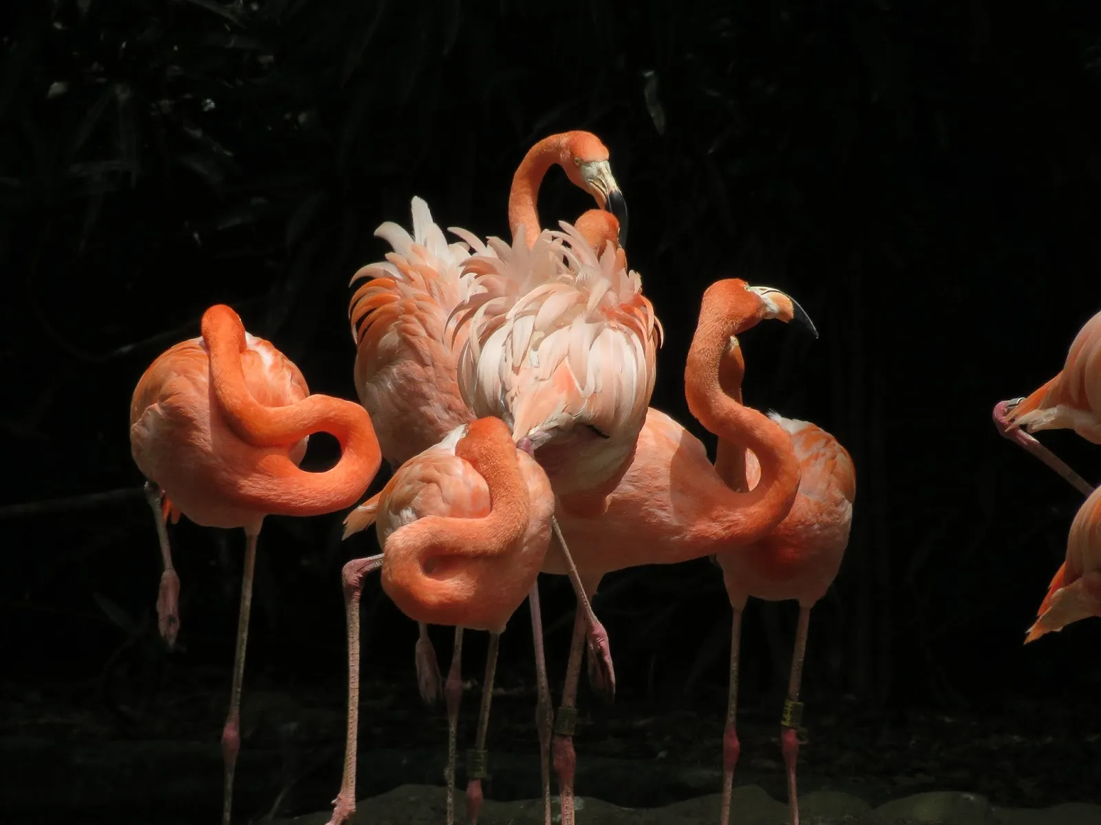 Nota sobre Temporada de flamingos en Río Lagartos