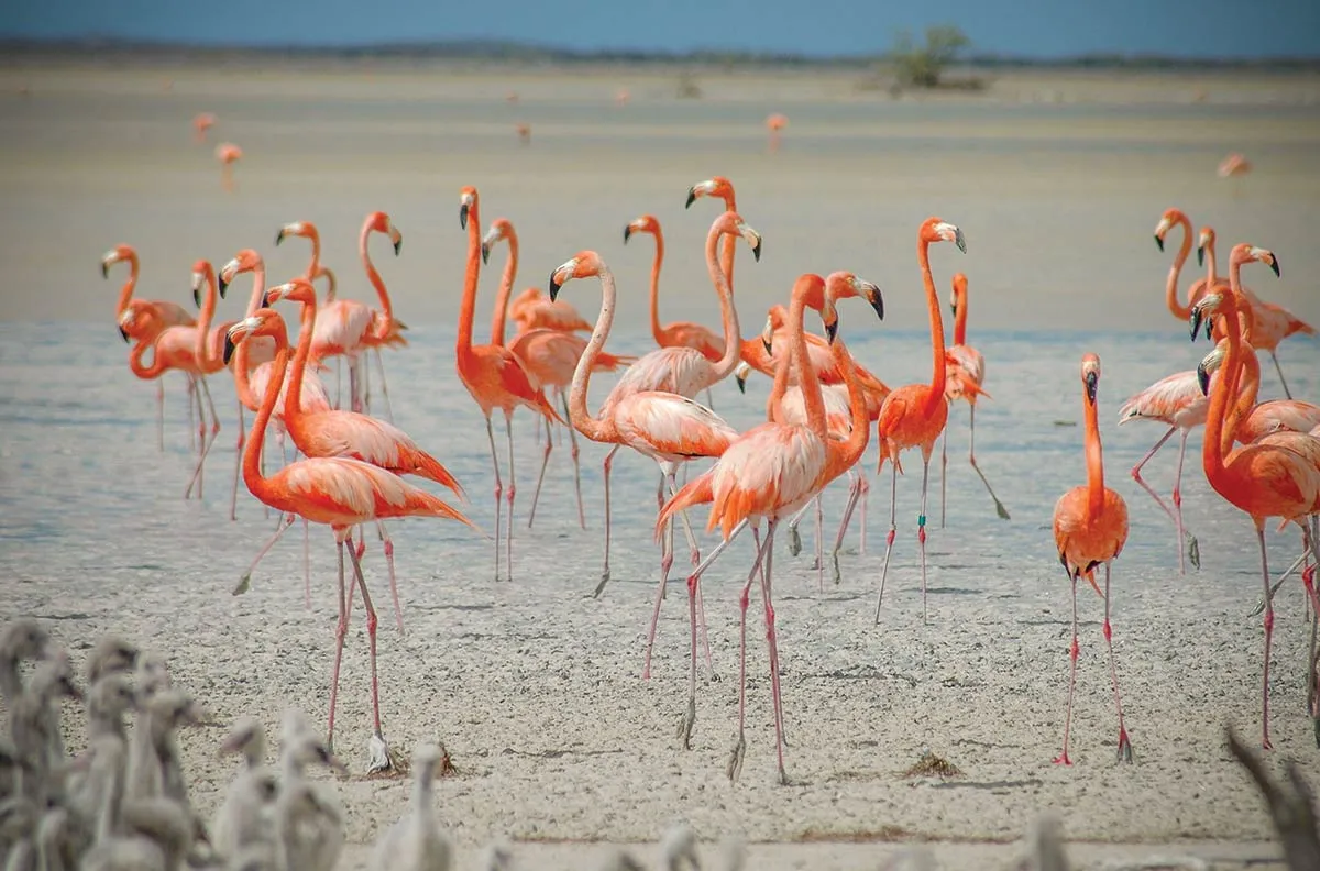 Nota sobre Flamingos Celestún
