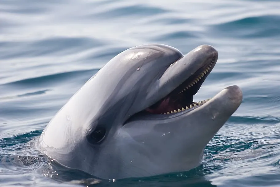 Nota sobre   Cómo y dónde practicar el nado con delfines en México