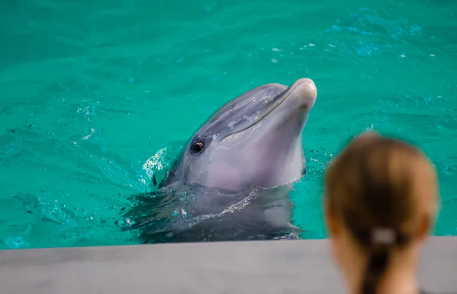Nota sobre   Cómo y dónde practicar el nado con delfines en México