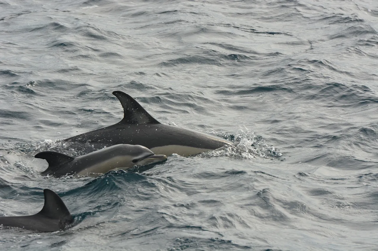 Nota sobre ¿Cuanto cuesta nadar con delfines en Isla Mujeres?