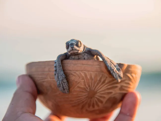 Mazunte Pueblo Magico Oaxaca