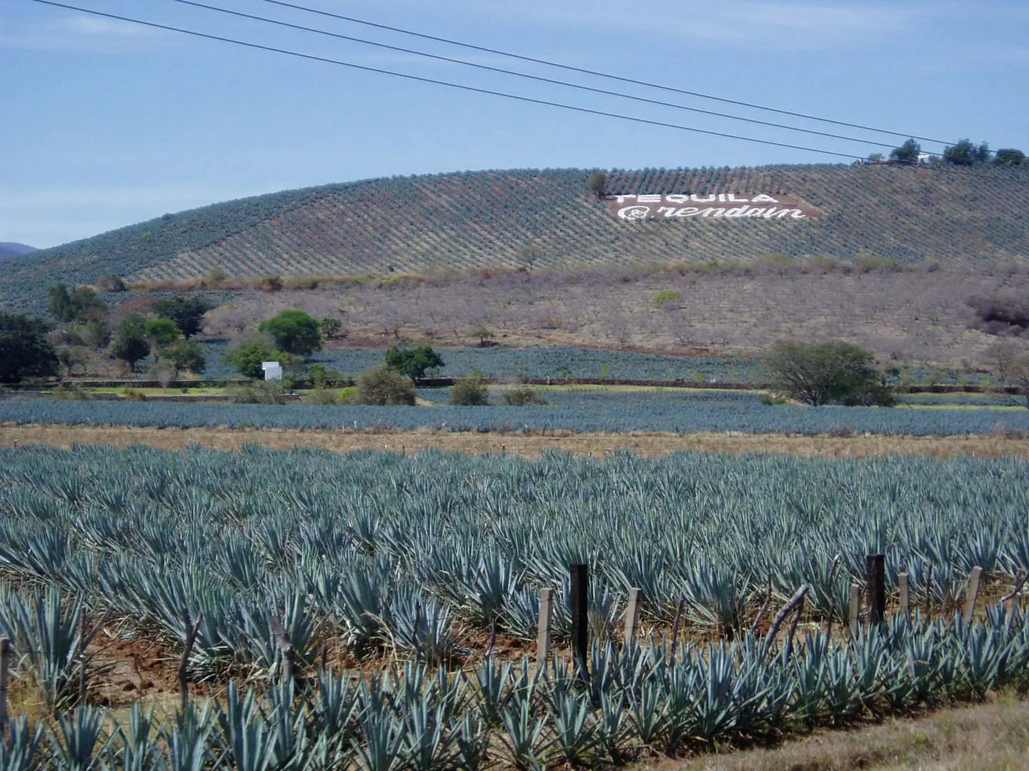 No debes de perderte la ruta del tequila en Guanajuato No debes de perderte la ruta del tequila en Guanajuato