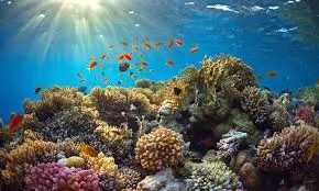 Arrecife Alacranes, el gran santuario de aves marinas Arrecife Alacranes