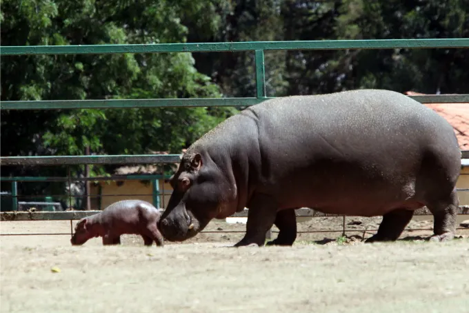 Diversión para los pequeños en el Zoológico de Zacango