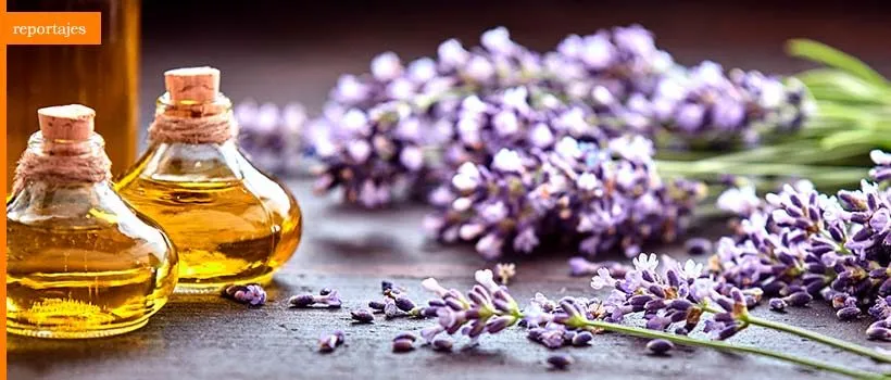 Descubre los beneficios de la aromaterapia Descubre los beneficios de la aromaterapia