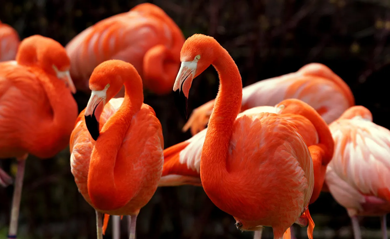 Cuándo es la temporada de flamingos en Río Lagartos
