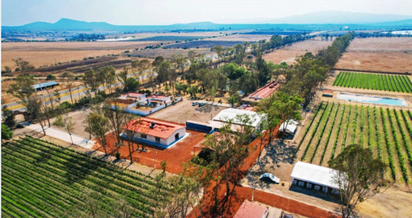 Viñedos de Hidalgo: una experiencia navideña entre paisajes, vino y tradición familiar Viñedos de Hidalgo: una experiencia navideña entre paisajes, vino y tradición familiar