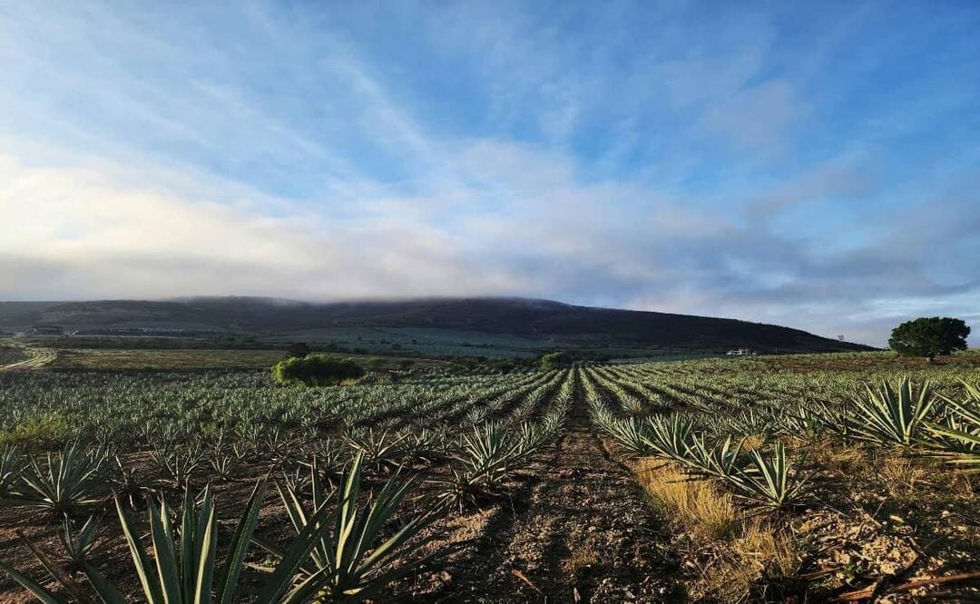 Ruta del Tequila de Los Altos de Jalisco: destino rural rumbo al Mundial 2026 Ruta del Tequila de Los Altos de Jalisco: destino rural rumbo al Mundial 2026