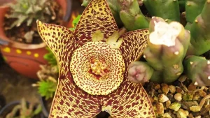 Vive el Quinto Festival Cactusero en Xonacatlán: naturaleza, cactus y una escapada diferente en marzo Vive el Quinto Festival Cactusero en Xonacatlán: naturaleza, cactus y una escapada diferente en marzo