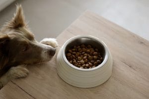 Cómo elegir los mejores productos para animales para cada etapa de vida Cómo elegir los mejores productos para animales para cada etapa de vida