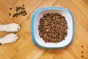 Cómo elegir los mejores productos para animales para cada etapa de vida Cómo elegir los mejores productos para animales para cada etapa de vida